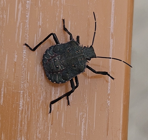 Brown Marmorated Stink Bug