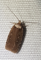 Agonopterix argillacea