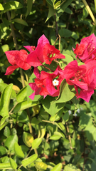Bougainvillea