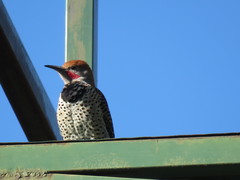 Colaptes auratus mexicanoides