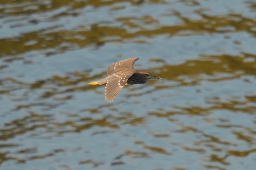 Black-crowned Night Heron