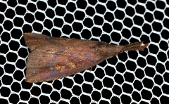 Hypena subvittalis