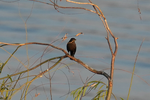 Chinese Blackbird