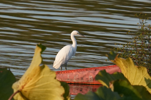 Little Egret