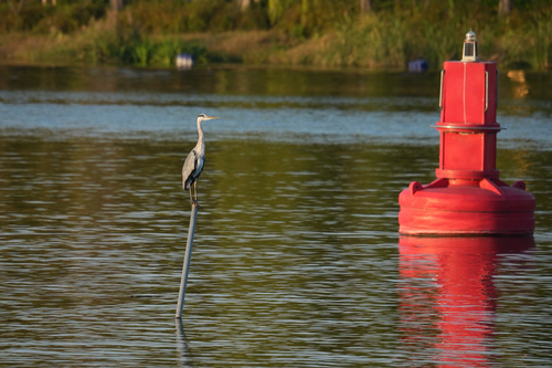 Grey Heron