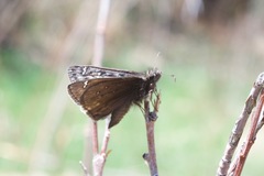 Erynnis telemachus
