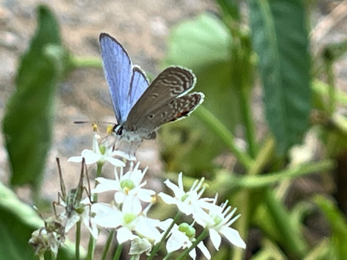 Plains Cupid