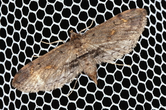 Parapoynx crisonalis