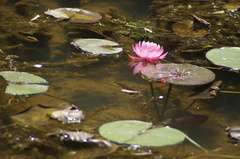 Nymphaea rubra