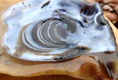 Malleus meridianus