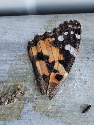 Painted Lady