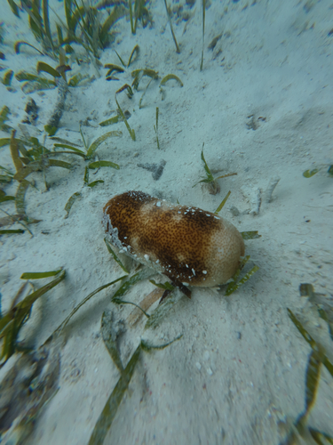 Bohadschia vitiensis observed 2026-10-02