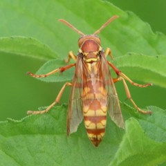 Polistes apachus