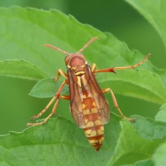 Polistes apachus