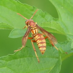 Polistes apachus