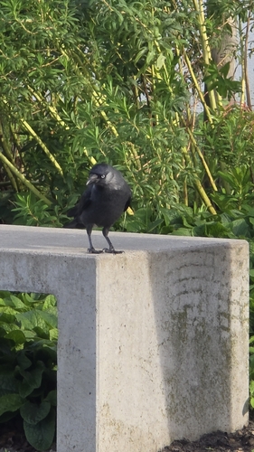 Eurasian Jackdaw