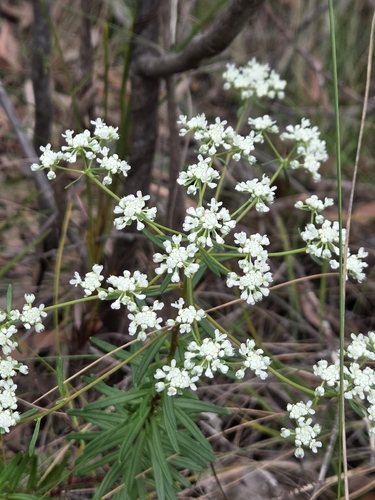 Poranthera corymbosa, 2026-10-02