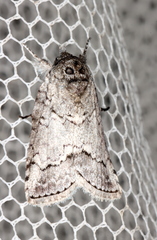 Nycteola polycyma