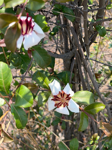 Strophanthus welwitschii