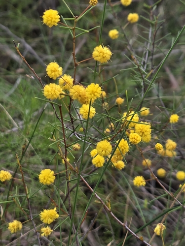 Acacia brownii observed 2026-10-02