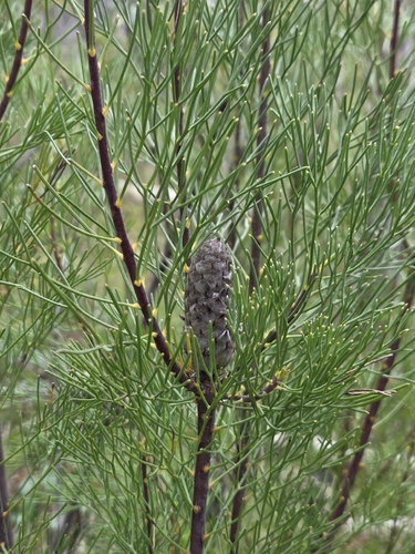 Petrophile pulchella observed 2026-10-02