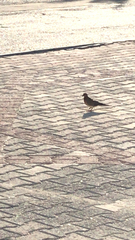 Streptopelia senegalensis