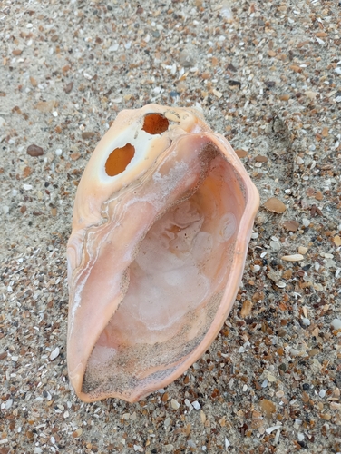Adelomelon brasiliana, 2026-10-01