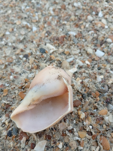 Adelomelon brasiliana, 2026-10-01