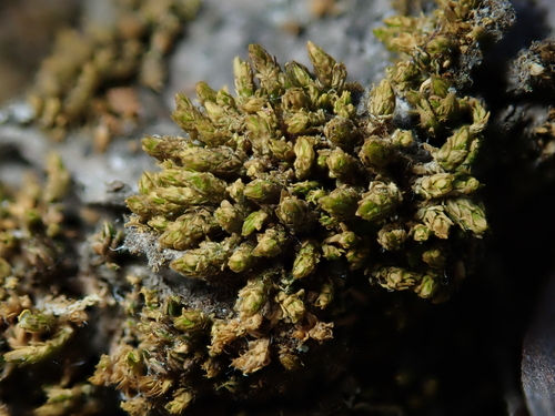 Nyholmiella obtusifolia, 2026-10-01