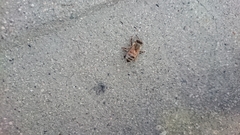 Apis mellifera
