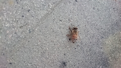 Apis mellifera