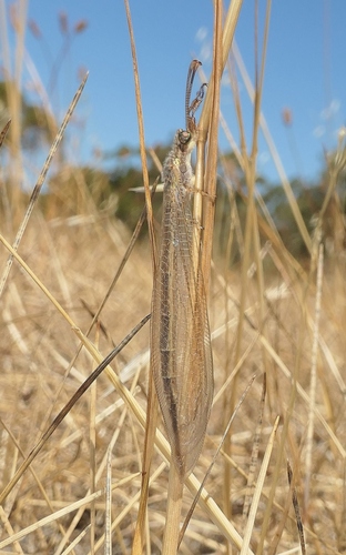 Distoleon bistrigatus observed 2026-02-19