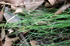 Cyperus mirus