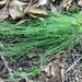 Cyperus mirus - Photo (c) Tony Strazzari, algunos derechos reservados (CC BY-NC), uploaded by Tony Strazzari