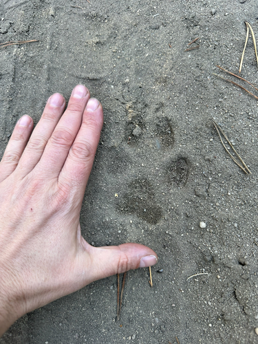 Gray Wolf