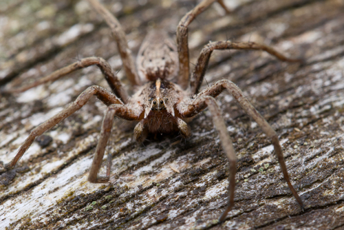 European Nursery Web spider