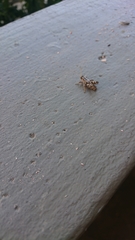 Aeoloplides fuscipes