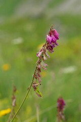 Hedysarum caucasicum, photograph Иван Пристрем, CC BY, iNaturalist via GBIF