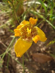 Trimezia juncifolia