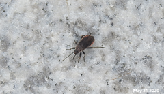 Pyrrhocoris