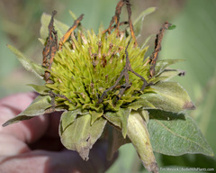 Wyethia helenioides