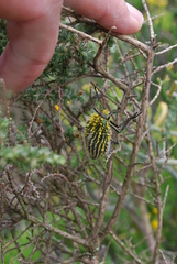 Julodis