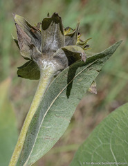 Wyethia helenioides