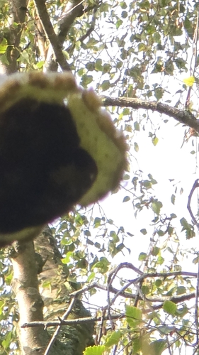 birch polypore