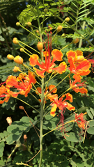 Caesalpinia pulcherrima