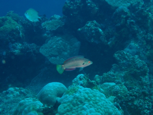 Cirrhilabrus punctatus observed 2026-10-01
