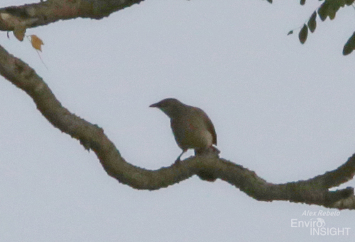 iNaturalist image