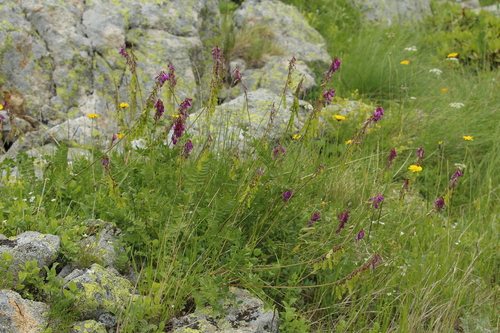 Hedysarum caucasicum, photograph 5