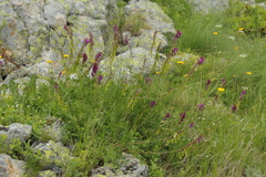 Hedysarum caucasicum, photograph Иван Пристрем, CC BY, iNaturalist via GBIF