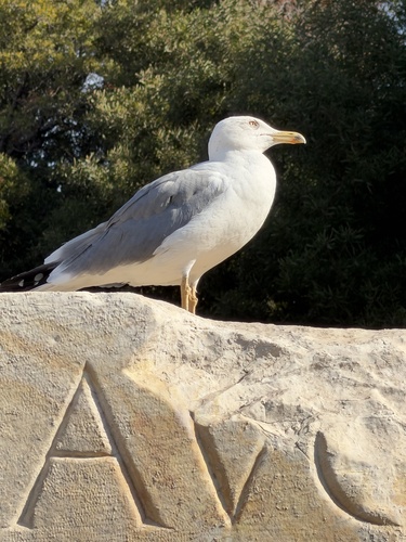 Yellow-legged Gull